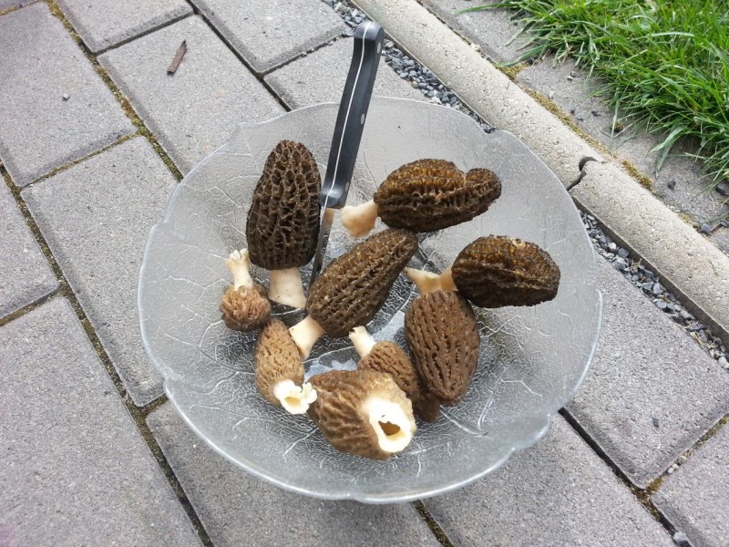 Morcheln im Garten? Pilzbestimmung u. Bestimmungshilfe Pilzforum.eu