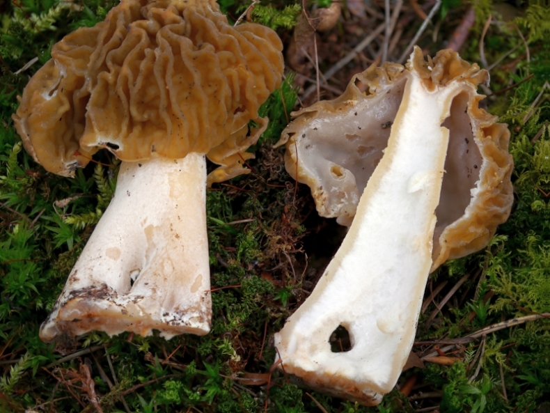 Verpa bohemica = Böhmische Verpel operculate Pilzforum.eu