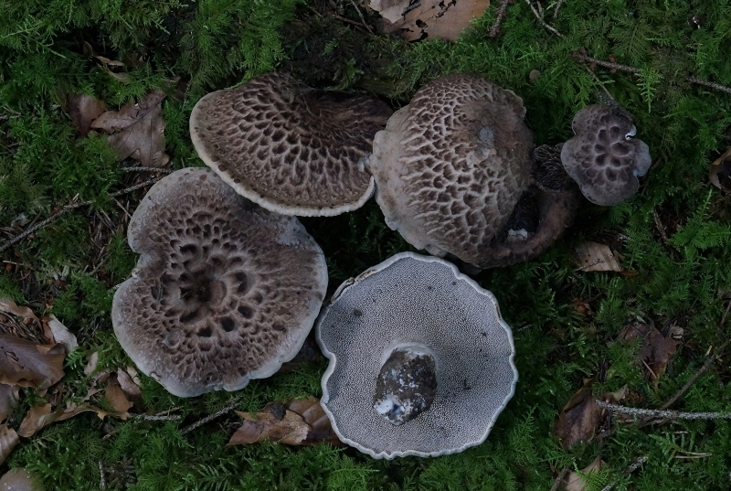 Pilze Habichtspilz Getrocknet Zum WüRzen - Rezepte Suchen
