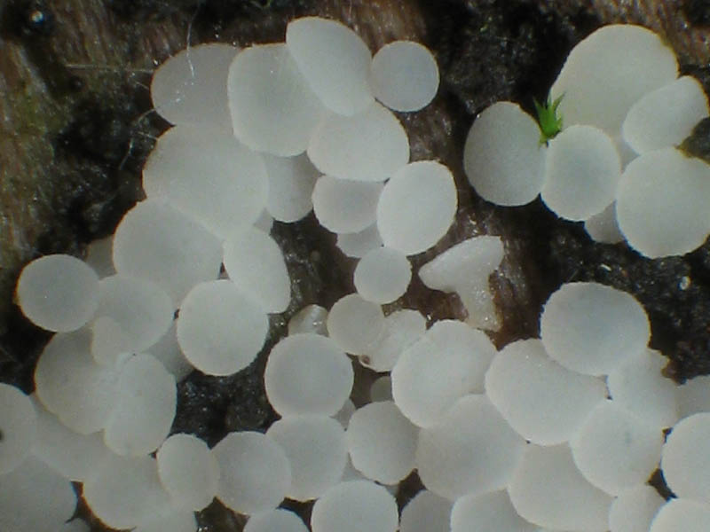 Calycina lactea inoperculate Pilzforum.eu