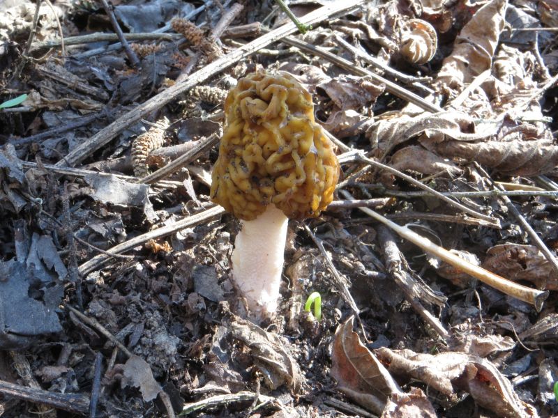 Böhmische Verpel Pilze Allgemein Pilzforum.eu