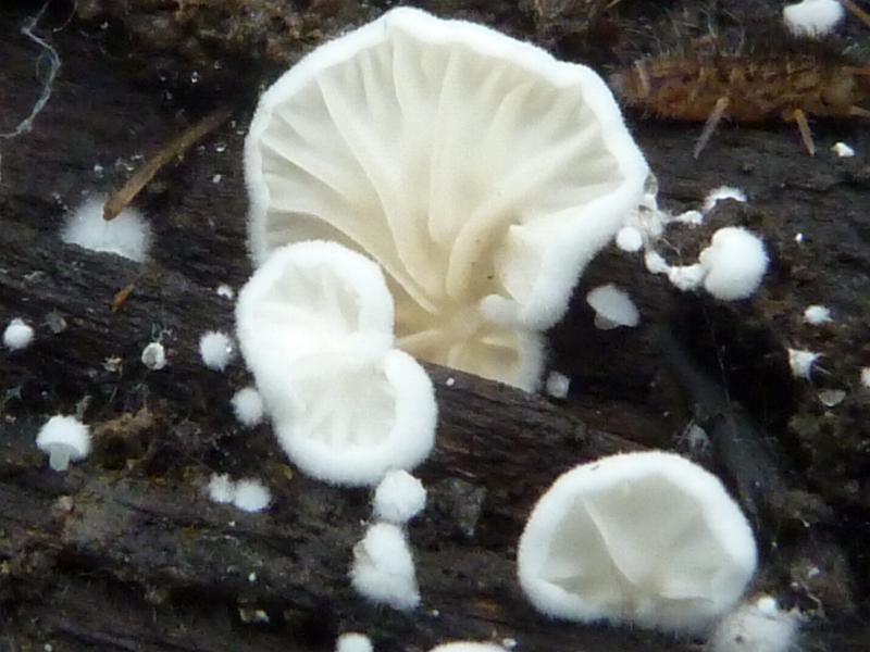 Crepidotus epibryus ? Pilzbestimmung u. Bestimmungshilfe Pilzforum.eu