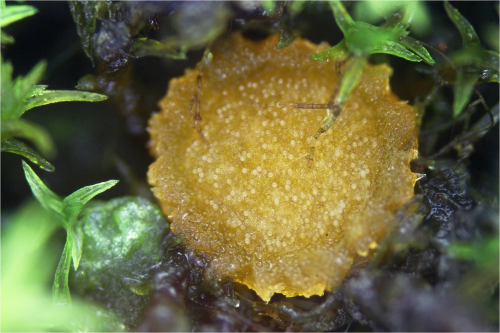 Lamprospora miniata Pilze Allgemein Pilzforum.eu