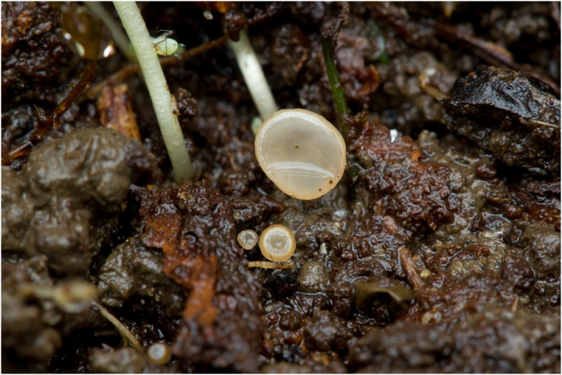 Botryotinia ficariarum ? und Botrytis cf. cinerea Pilzbestimmung u