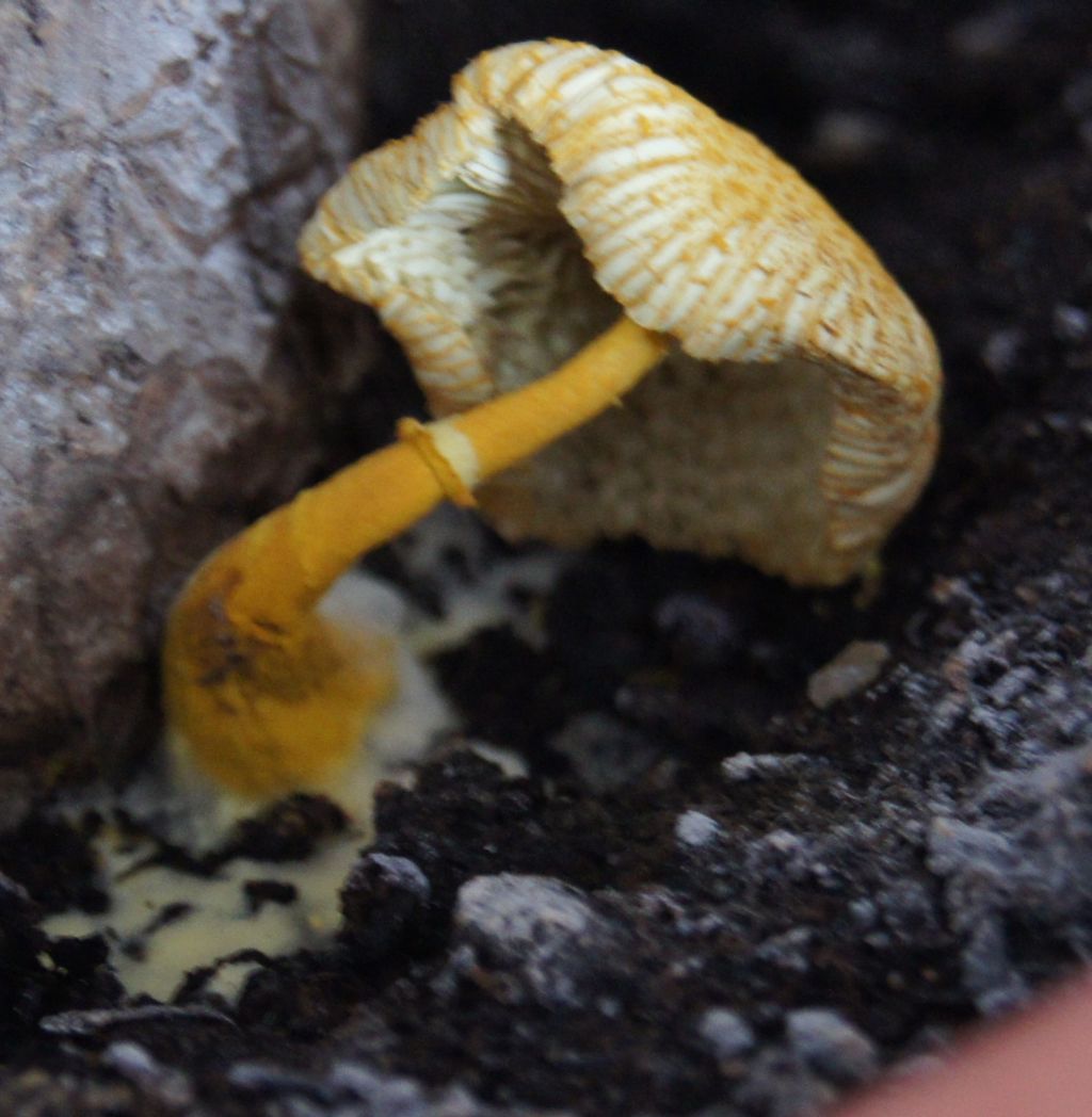 Pilz im Blumentopf von Zimtsternchen Pilzbestimmung u