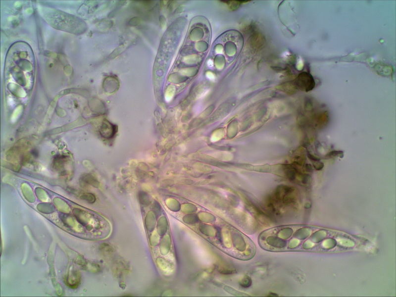 Thelebolus spec. ? Coprophile Pilze Pilzforum.eu