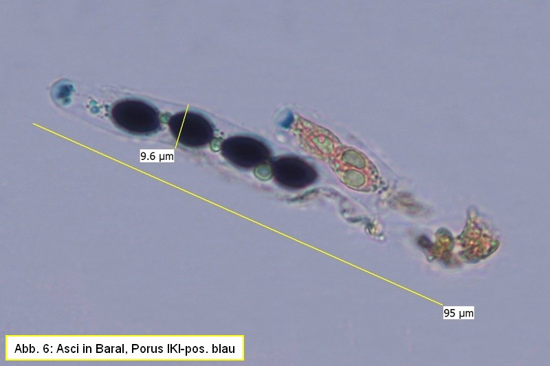 Biscogniauxia nummularia auf Rotbuchenast (PP0013) Pyrenomyceten