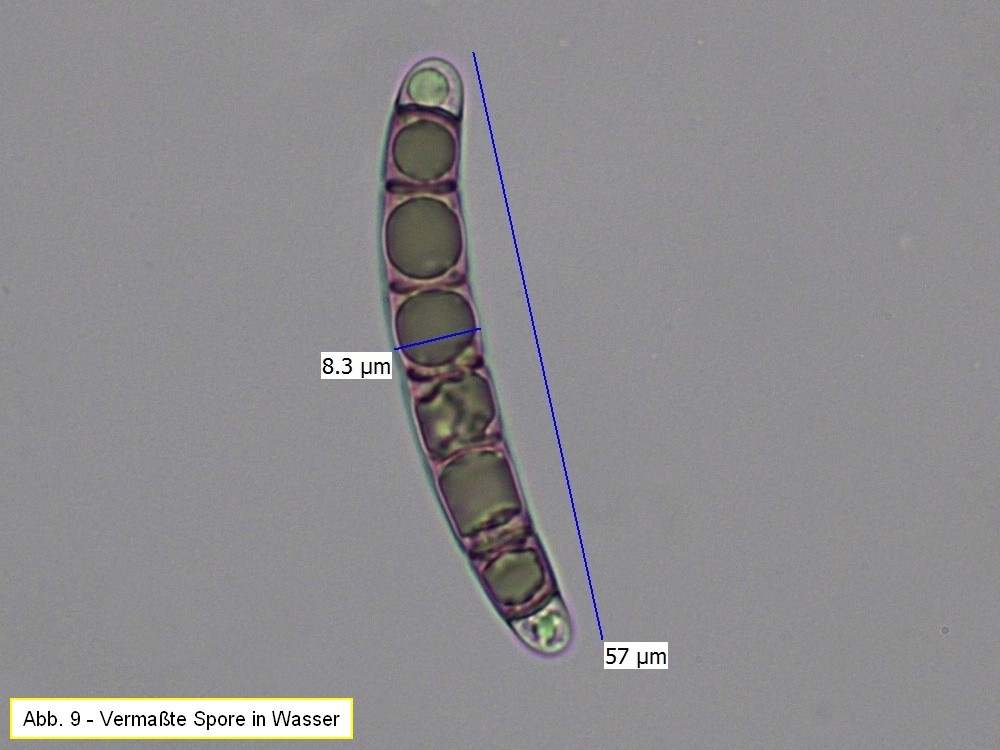 Melogramma spiniferum an der Stammbasis einer abgestorbenen Jungbuche