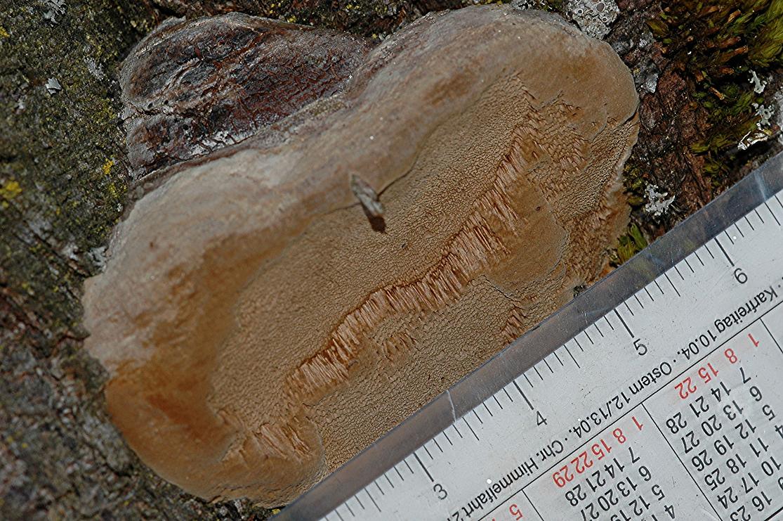 Porling an Blutpflaume Pilzbestimmung u. Bestimmungshilfe Pilzforum.eu