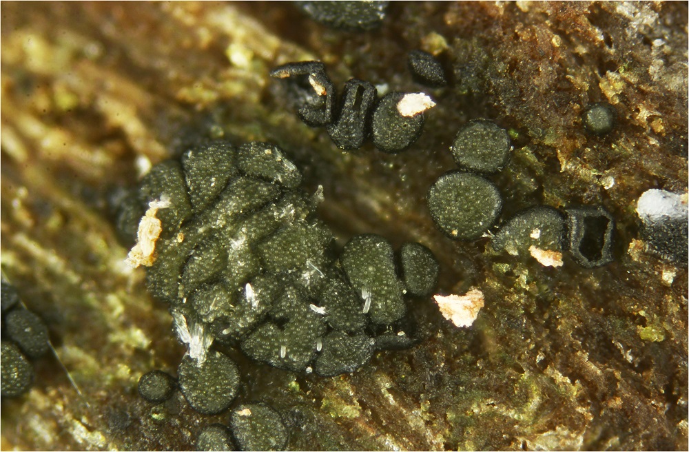 Durella connivens (Fr.) Rehm 1881 inoperculate Pilzforum.eu