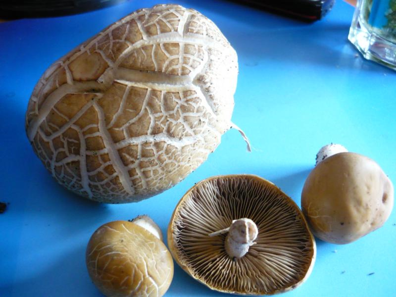 Bestimmungsfrage Pilz auf Rindenmulch Pilzbestimmung u. Bestimmungshilfe Pilzforum.eu