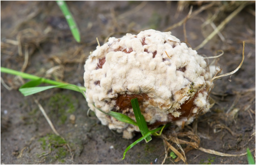 Monilia fructigena Schimmelpilze und sonstige Anamorphe Pilzforum.eu