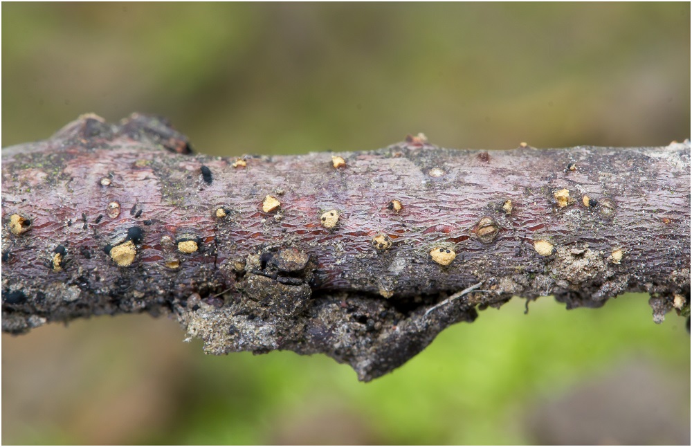 Melanconis alni mit Anamorphe Pilze Allgemein Pilzforum.eu