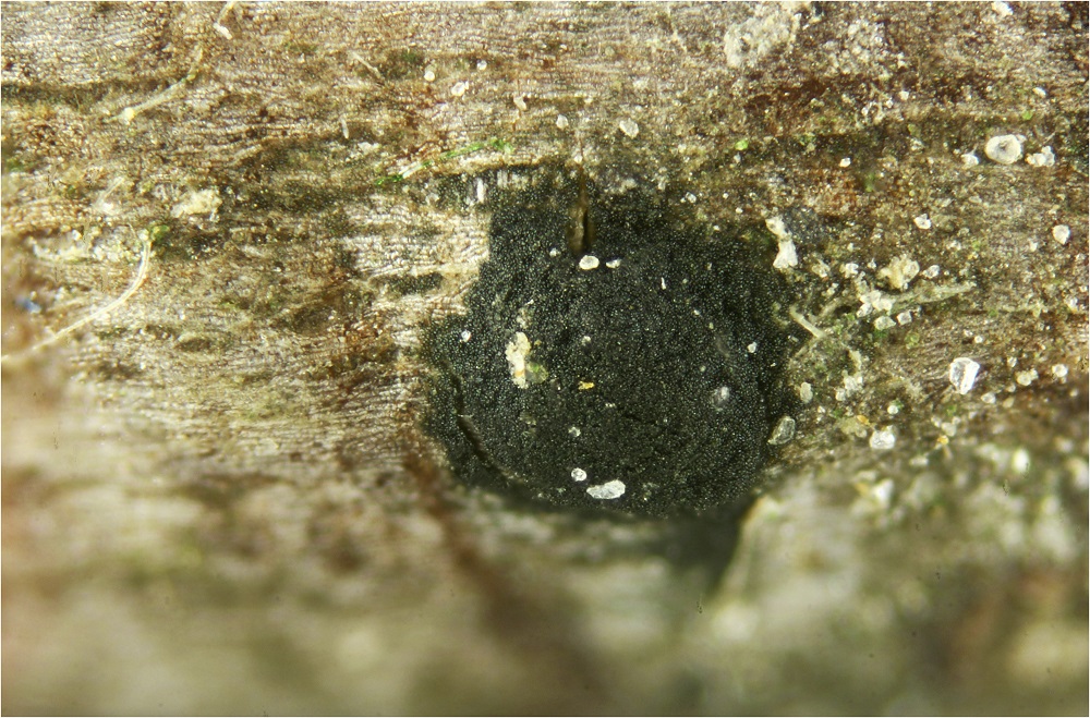 Melanconis alni mit Anamorphe Pilze Allgemein Pilzforum.eu