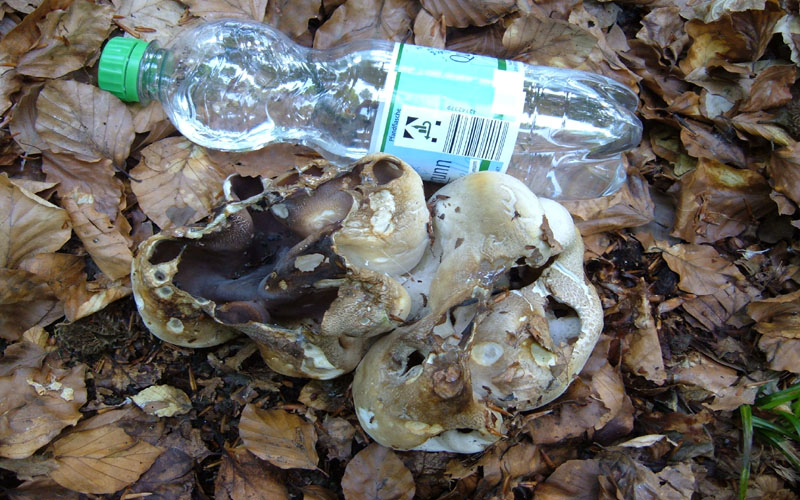 Kronenbecherling / Grubenlorchel Pilze Allgemein Pilzforum.eu