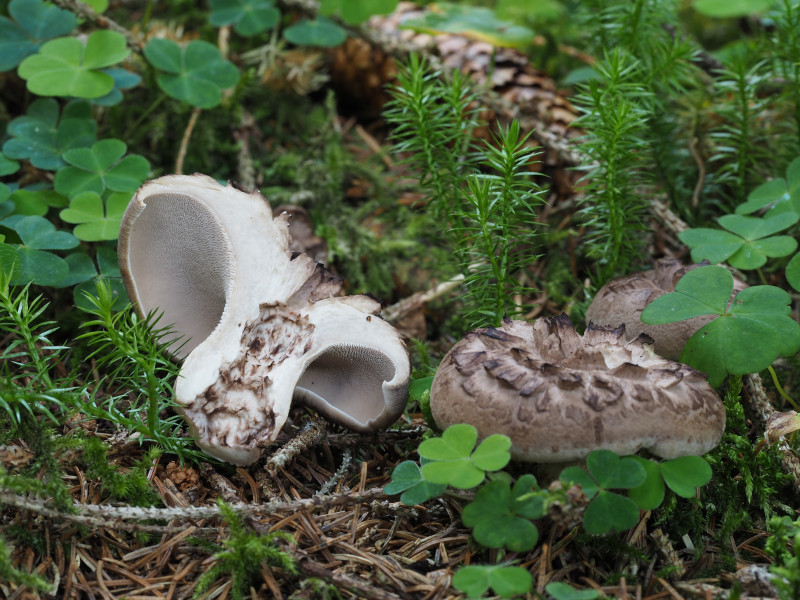 Pilze Habichtspilz Getrocknet Zum Würzen — Rezepte Suchen