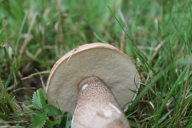Pilze In Hessen