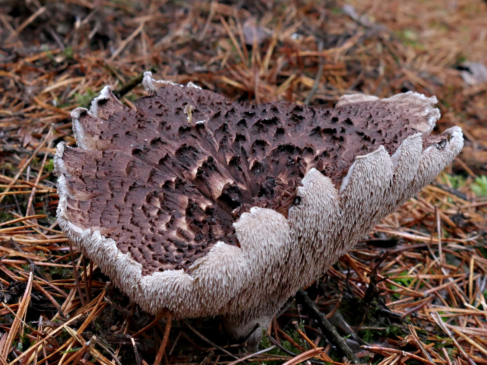 Kiefern-Habichtspilz (Sarcodon squamosus) - Pilze Allgemein - Pilzforum.eu