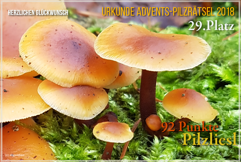251135-2018-29-pilzliesel-jpg
