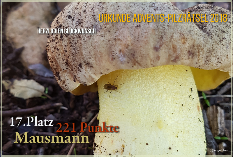 251712-2018-17-mausmann-jpg