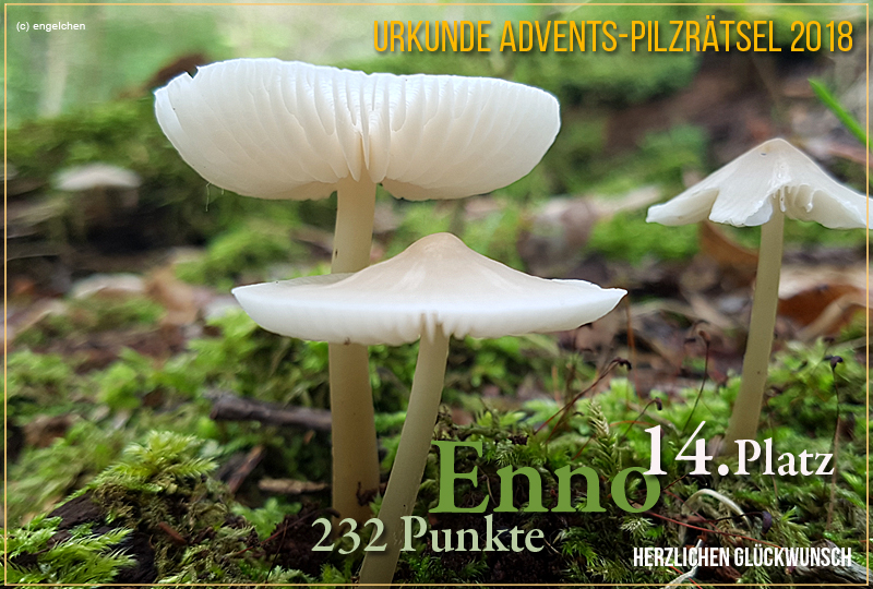 251835-2018-14-enno-jpg