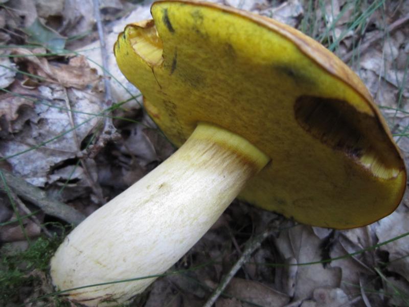 Pilze Und Sex Im Wald Berichte Von Exkursionen Und Ausflügen Pilzforum Eu