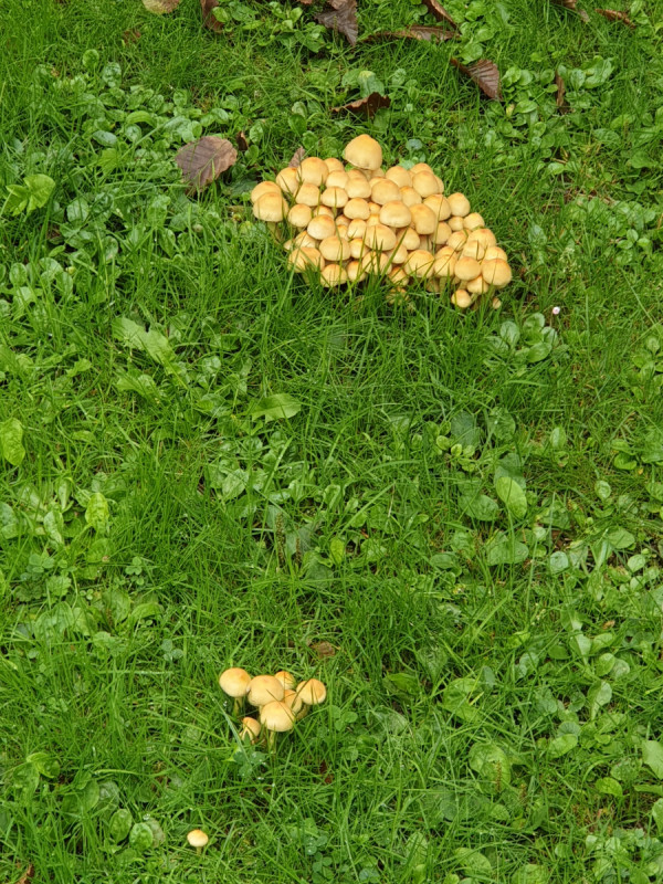 Gelbe Pilze im Garten Pilzbestimmung u. Bestimmungshilfe Pilzforum.eu