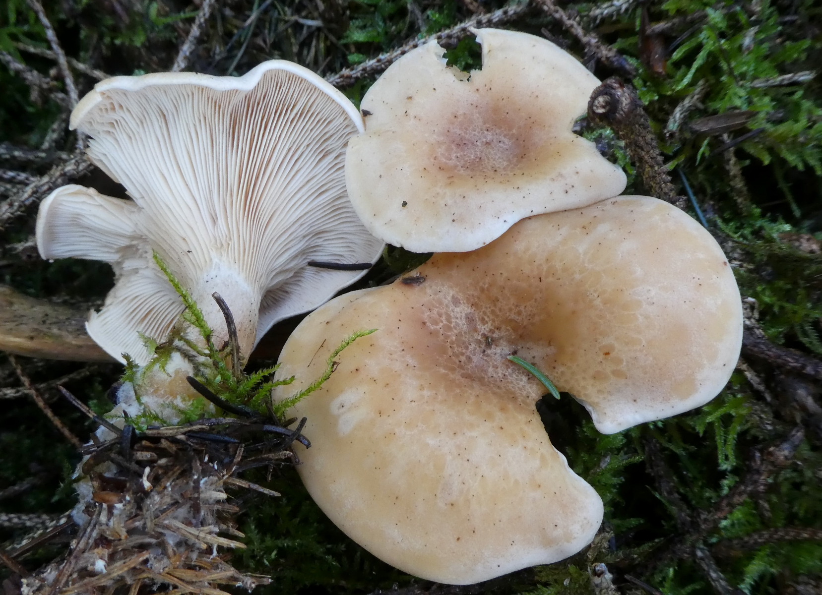 Altmühltal-Impressionen im Oktober 2019 - Pilze, Pflanzen, Insekten ...