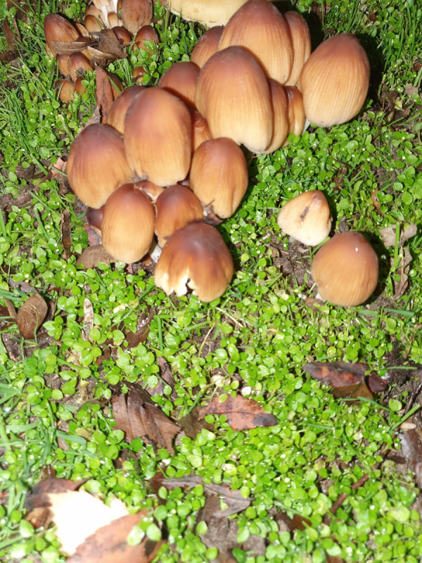 Welcher Pilz wächst da im Garten? Pilzbestimmung u. Bestimmungshilfe