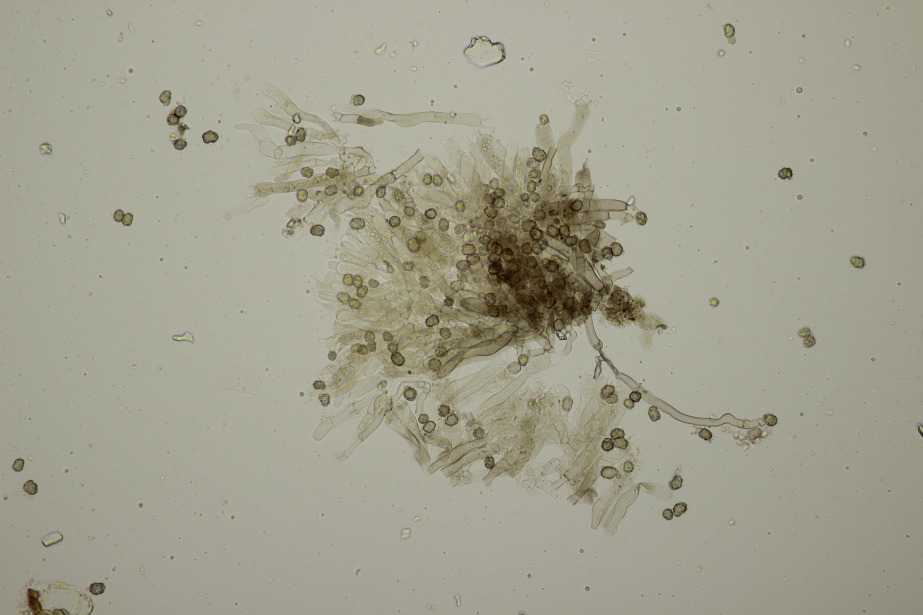 Tomentella sp. auf Erdboden Pilzbestimmung u. Bestimmungshilfe