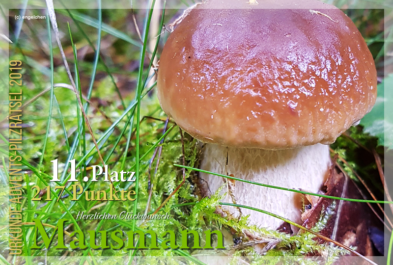 301250-11-217-mausmann-jpg