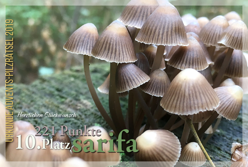 301313-10-221-sarifa-jpg