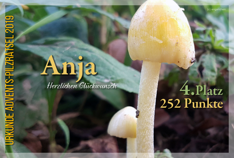 301487-4-252-anja-jpg