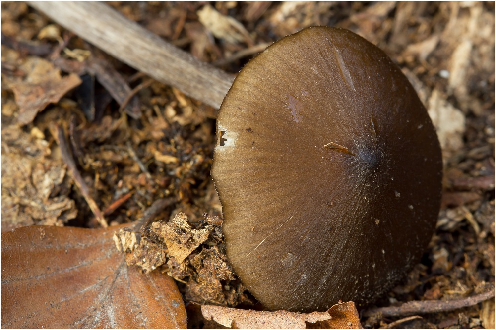 Unbekannte Entoloma sp. aus dem Wald >>> Entoloma hirtipes