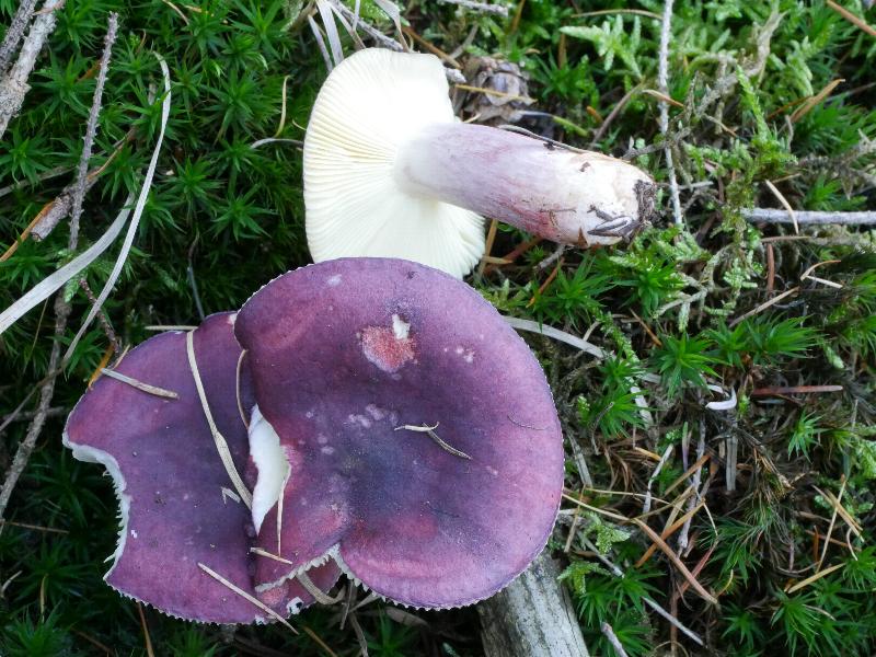 Russula sardonia ? Pilzbestimmung u. Bestimmungshilfe Pilzforum.eu