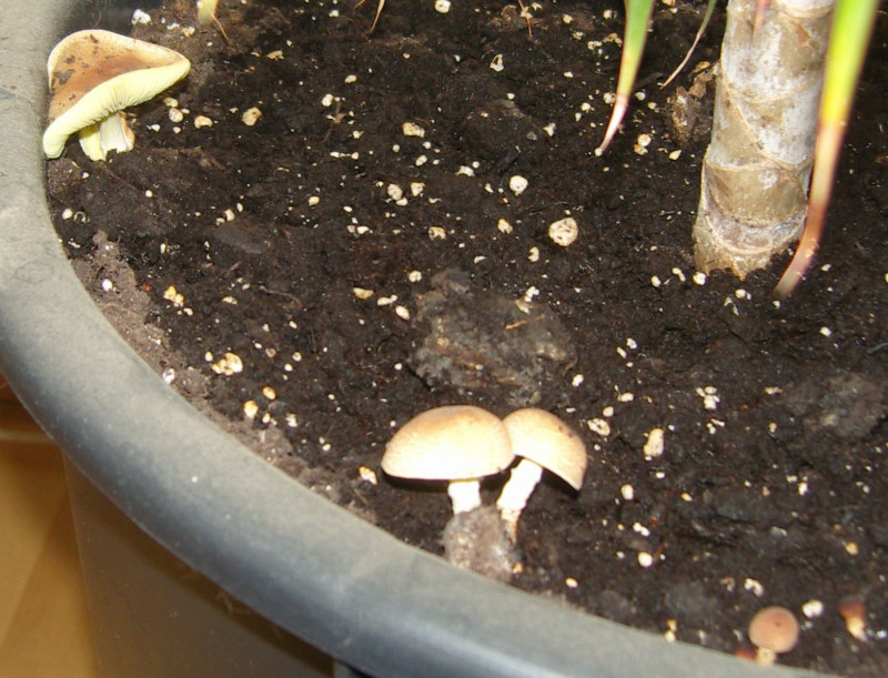 Wächst bei uns im Blumentopf... Pilzbestimmung u. Bestimmungshilfe
