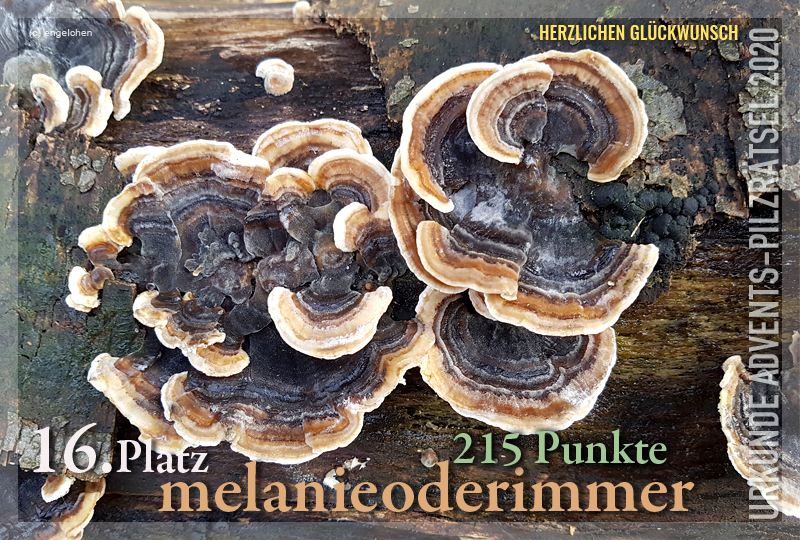 360252-16-215-melanieoderimmer-jpg