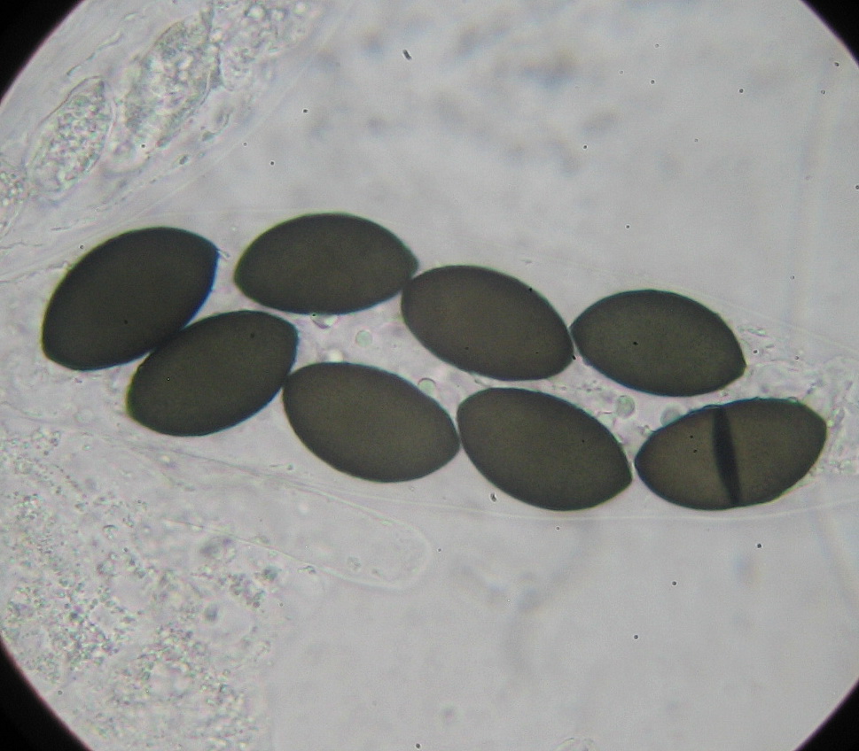 arnium-spec-coprophile-pilze-pilzforum-eu
