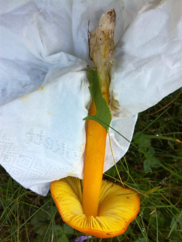 Gelber Pilz im Garten Pilzbestimmung u. Bestimmungshilfe Pilzforum.eu