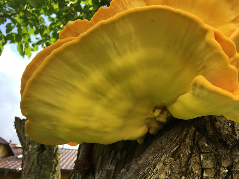 Gelber Pilz auf Zwetschkenbaum im Garten Pilzbestimmung u
