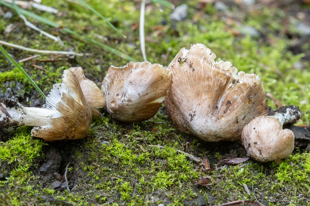 Inosperma Maculatum Agaricales S l Pilzforum eu