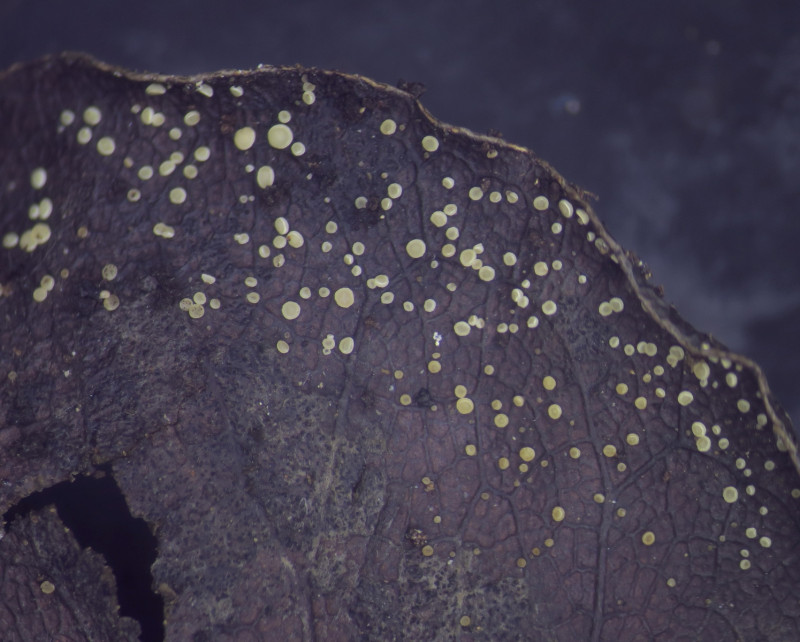 Calycellina populina (Fuckel) Höhn. 1918 (Syn Calycina populina