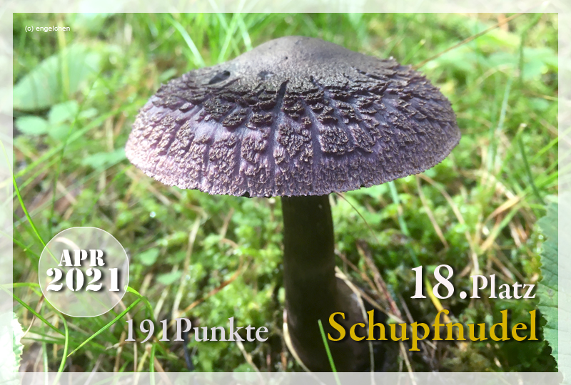 418793-18-schupfnudel-jpg