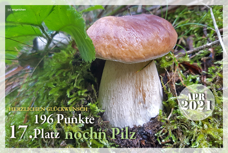 418873-17-nochnpilz-jpg