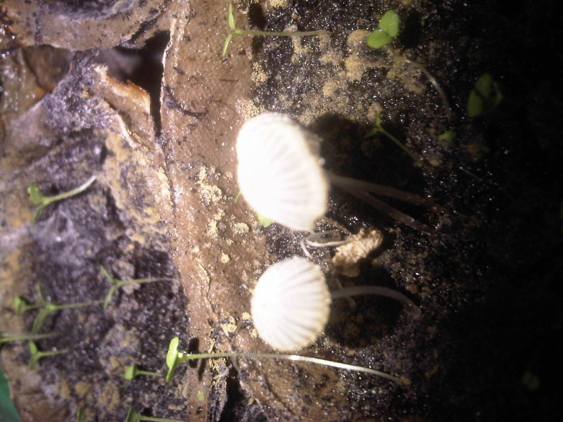 Weißer Pilz in Blumenerde gewachsen Pilzbestimmung u