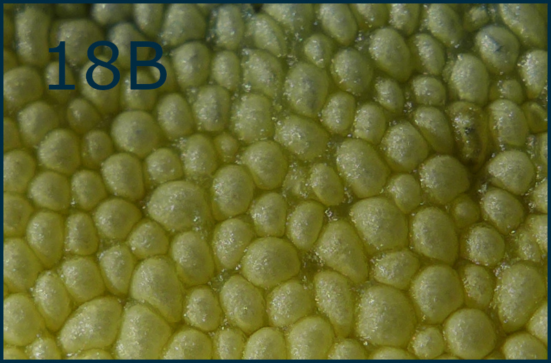462157-18b-r%C3%A4tselfoto-jpg