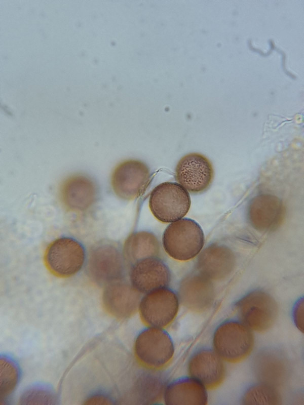 Diderma? Schleimpilzbestimmung und Schleimpilzbestimmungshilfe