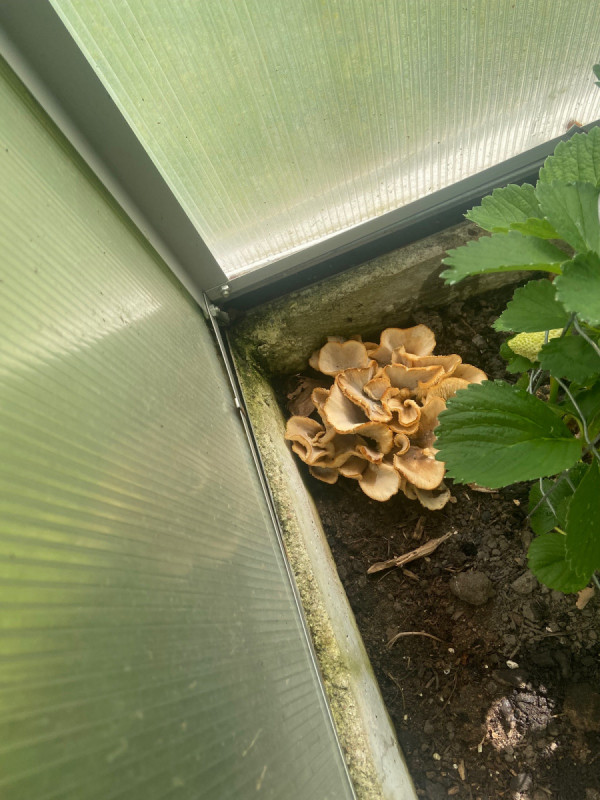 Was ist das für ein Pilz in meinem Gewächshaus? Pilzbestimmung u