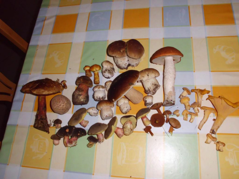 gelbe, rote und braune Kappen - Pilze Allgemein - Pilzforum.eu