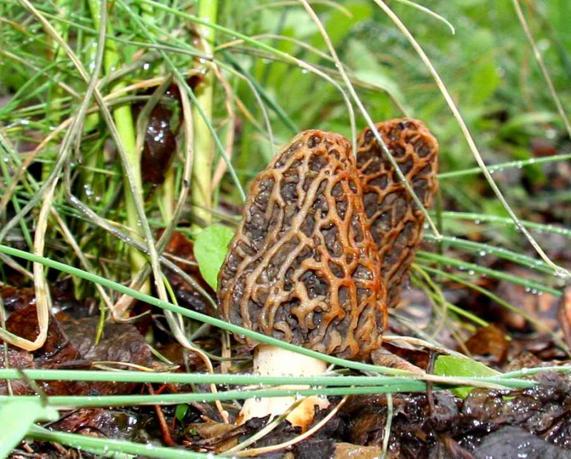 Morcheln in meinem Garten Pilze Allgemein Pilzforum.eu